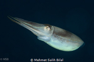 Same cuttlefish. by Mehmet Salih Bilal 